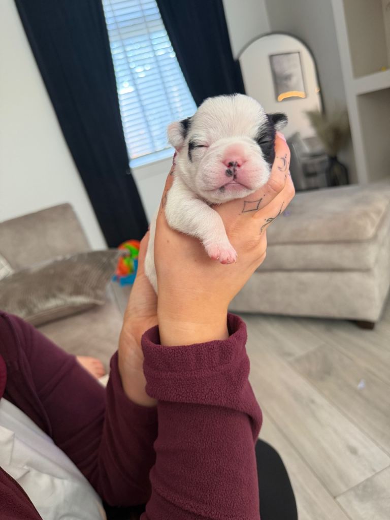 Pied French bulldog puppy