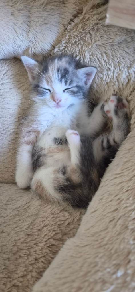 6 Mixed Colour Kittens.