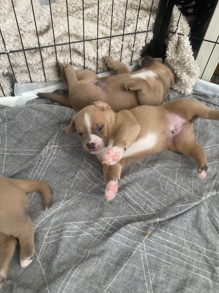 two male boys 4 weeks old this sunday 7th