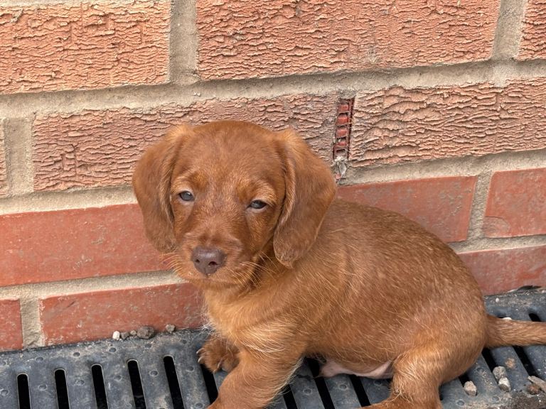 Doxipoo puppies 
