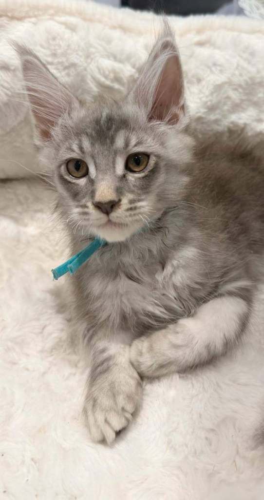 Maine Coon Kittens Tica Registered 
