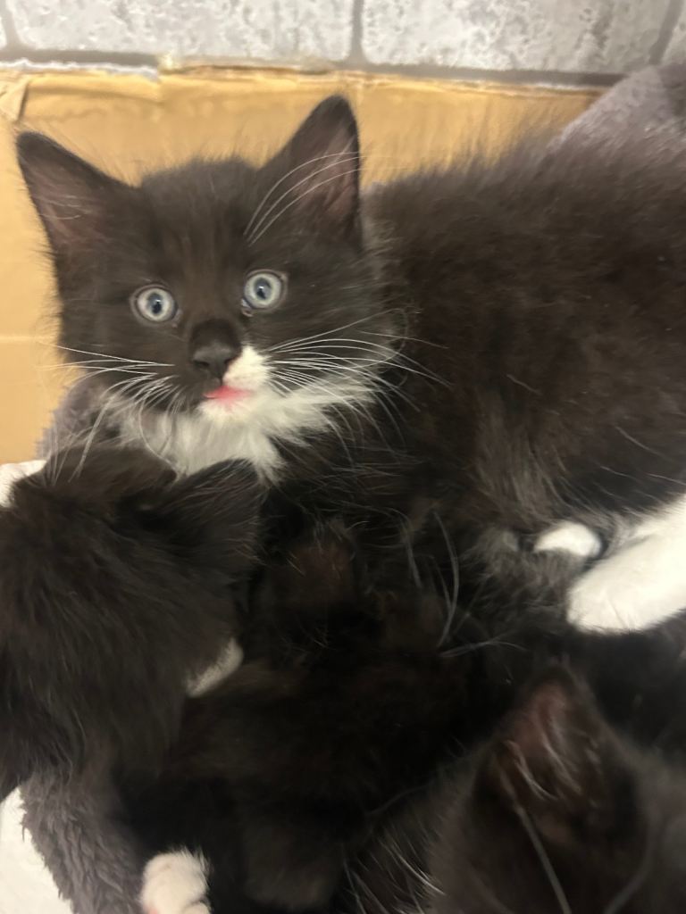 Cute kittens for sale ready now 