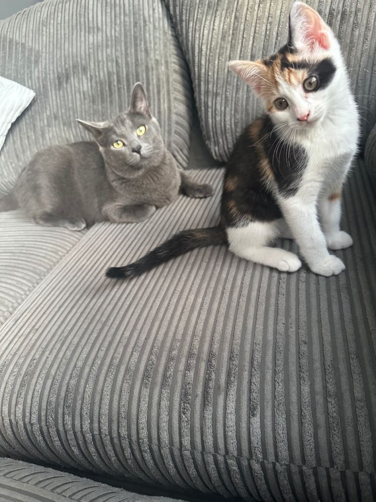 2 x cats for adoption 