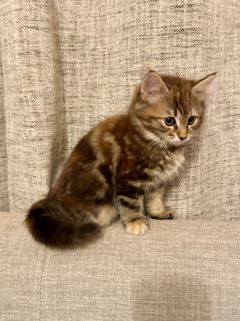 Beautiful female kitten 