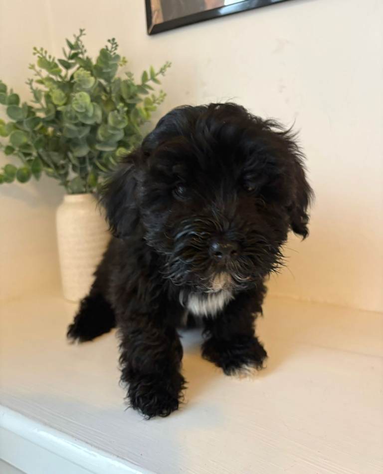  Lhasapoo puppy for sale 