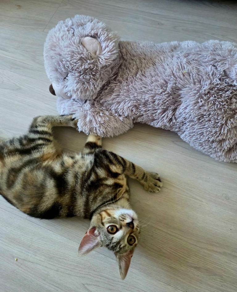 Beautiful Young Female Tabby kitten