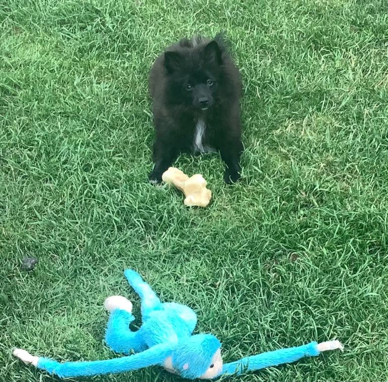 German Spitz Klein bitch puppy. KC Reg.
