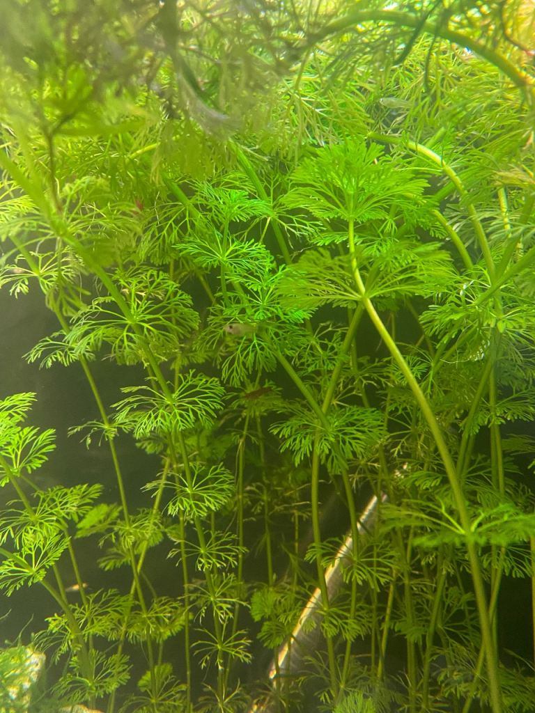 10x limnophilia sessiflora 