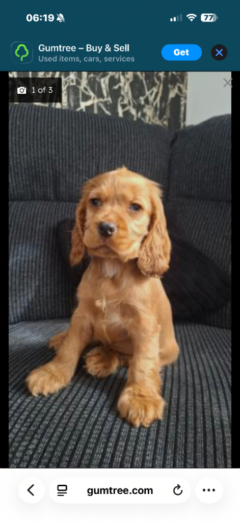 Cocker spaniel pup 