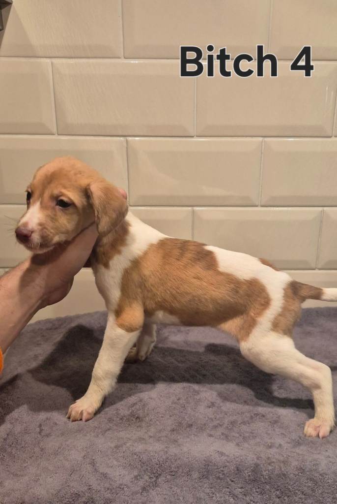 Bedlington x whippets