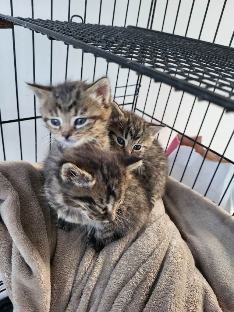 Kittens for sale *All sold subject to payment and collection*