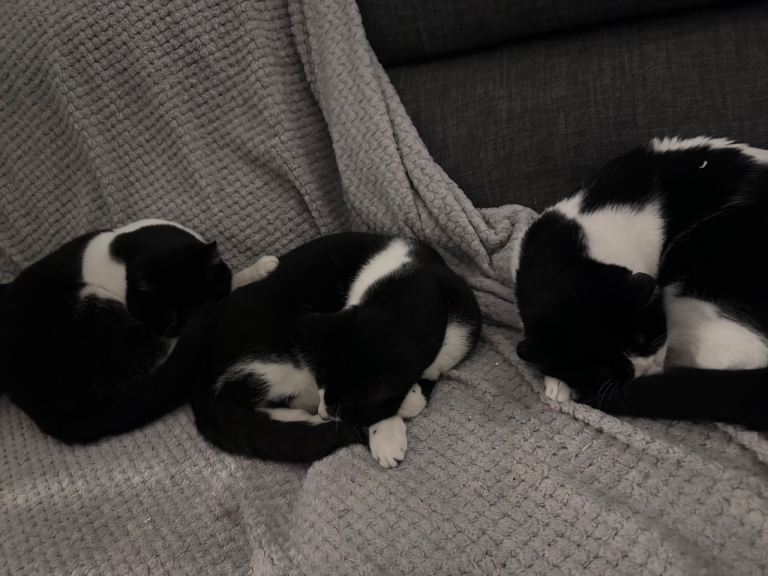 3 black and white boys