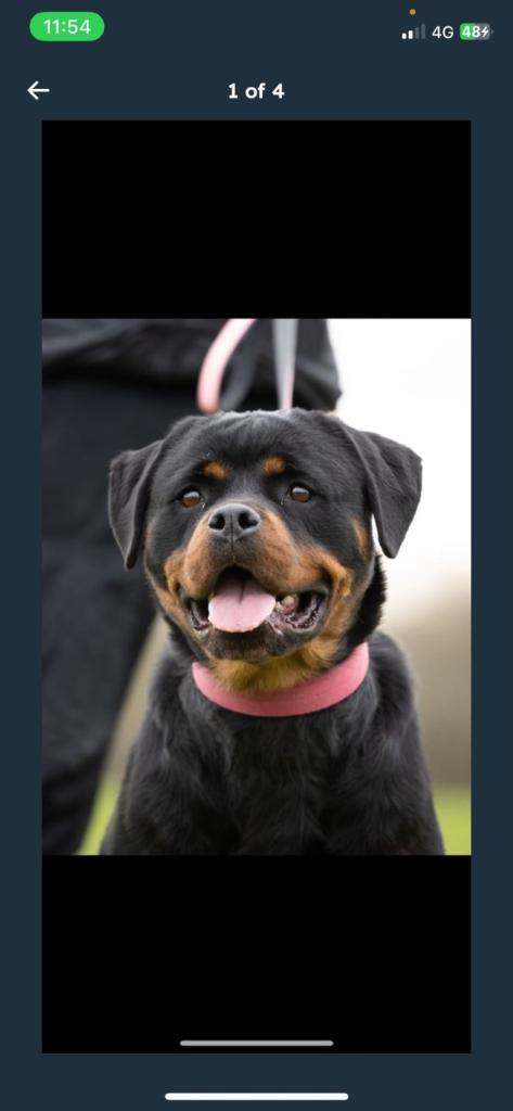 Rottweiler female 