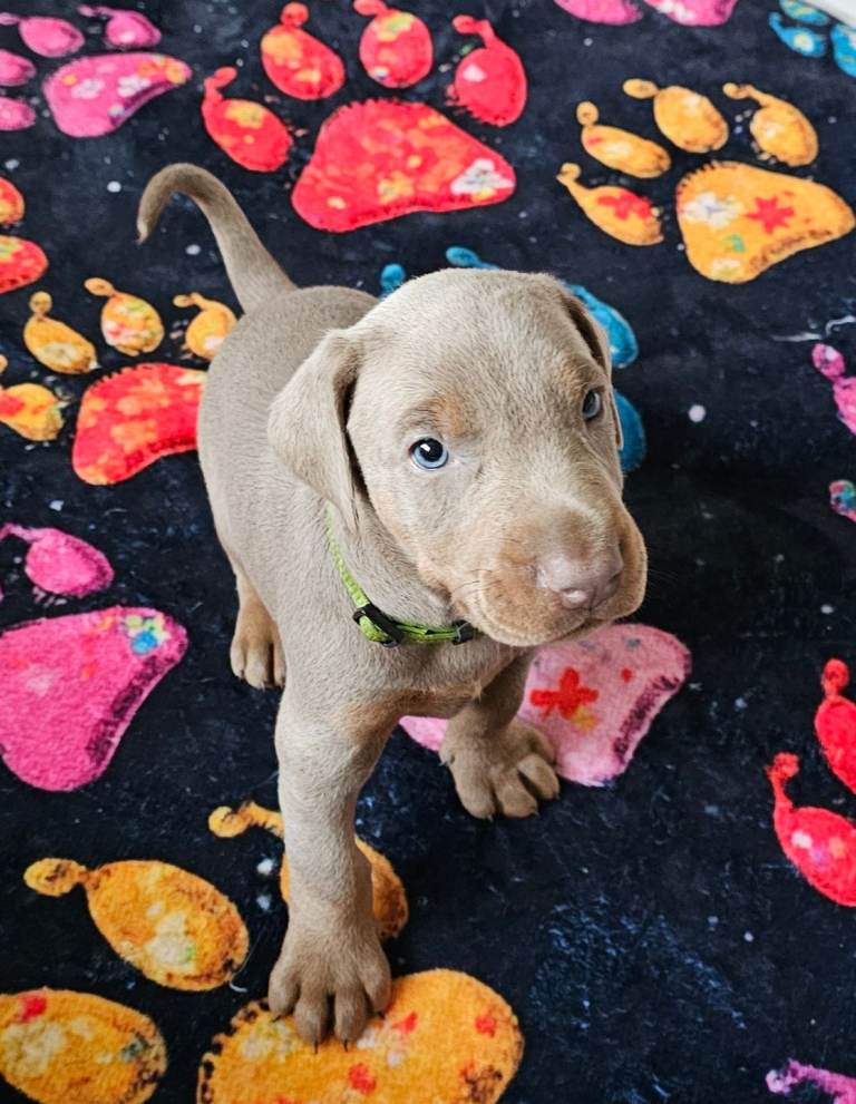 STUNNING KC Registered DOBERMANN PUPPIES Champion Bloodlines