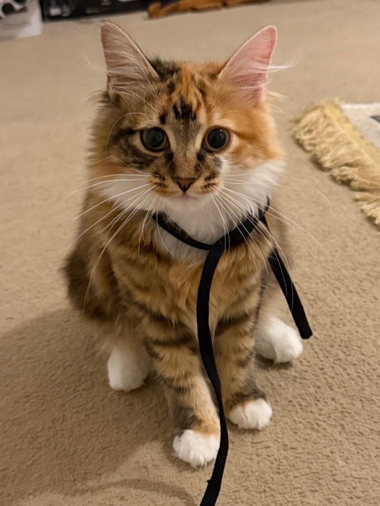 Beautiful long haired 7 month old kitty looking for a forever loving home 😆