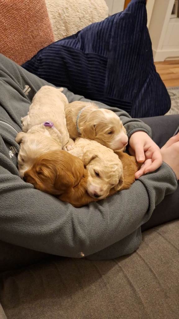 Cockapoo puppies