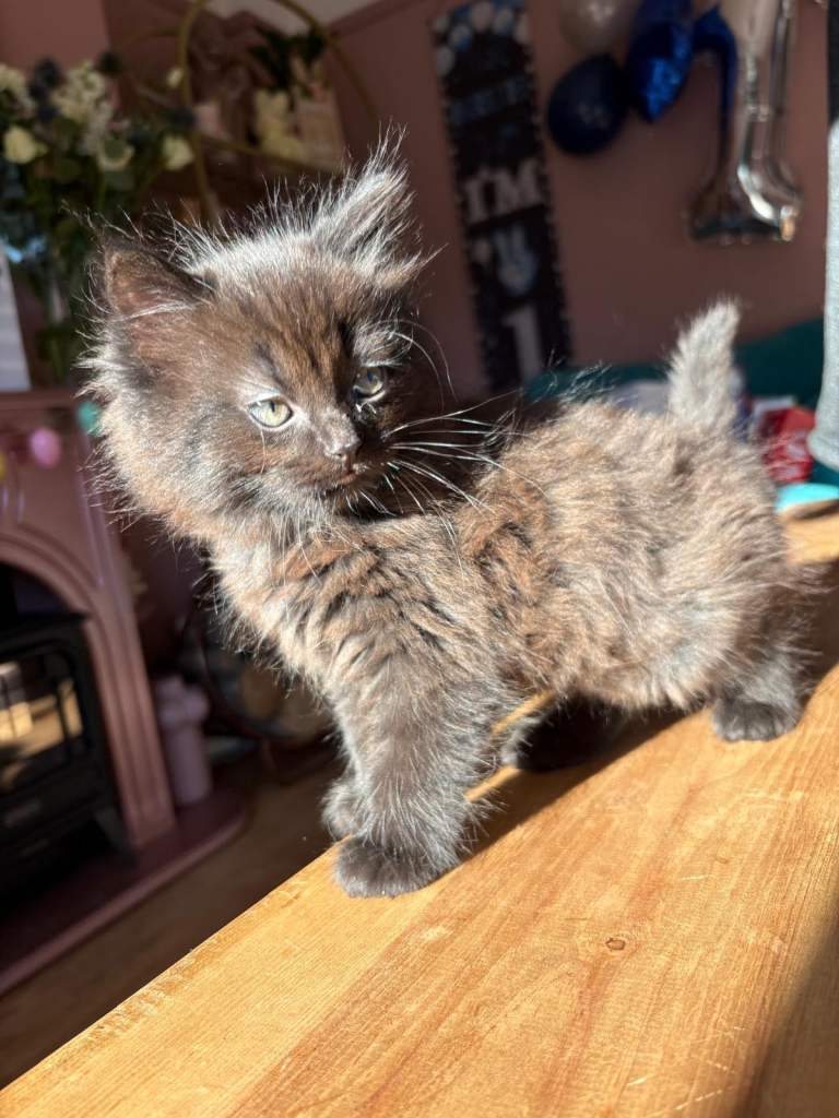 Ragdoll x Siberian Hypoallergenic Kitten 