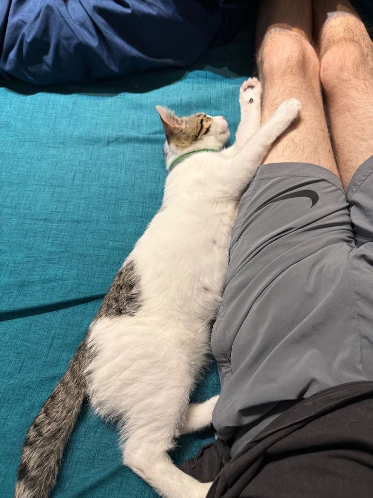 Kitten for sale
