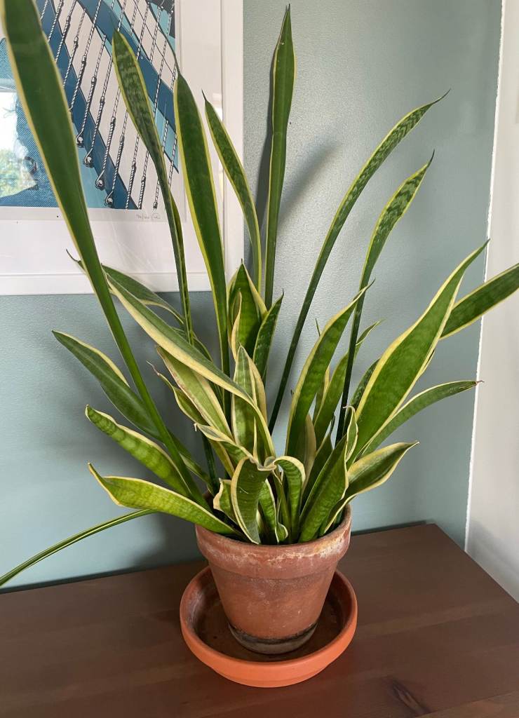 Snake plant 
