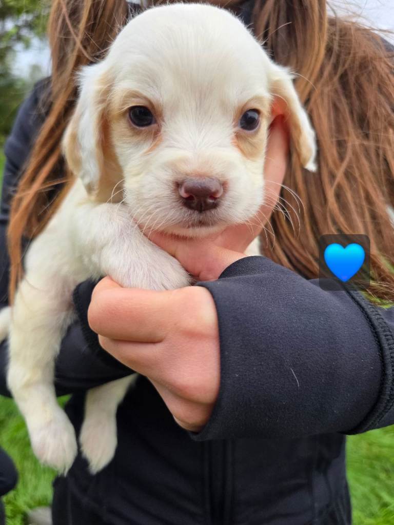 5 beautiful cocker spaniel pups