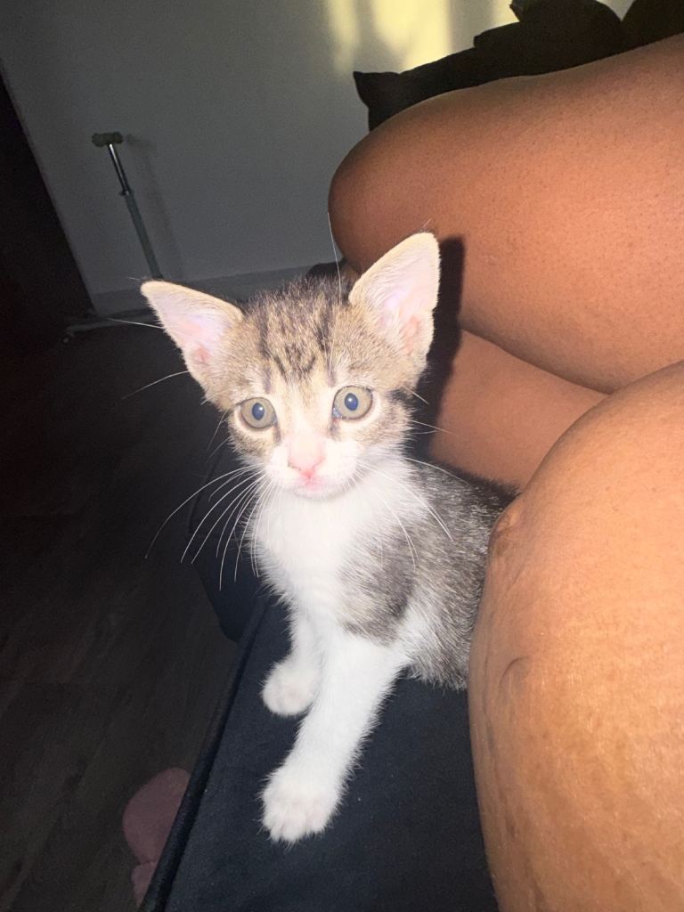 Beautiful Tabby Female Kitten + Automatic Litter Box & Feeder – £150