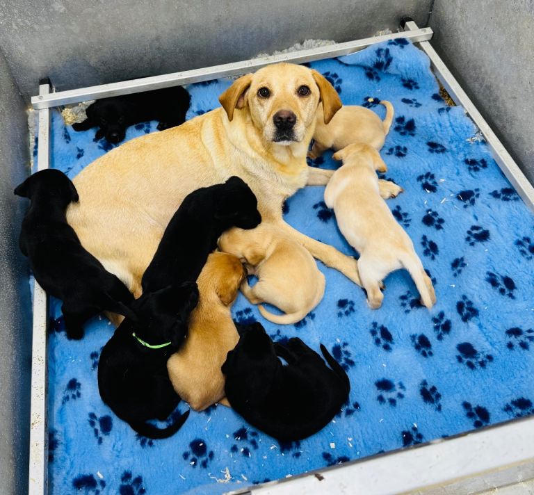 ✨ **9 STUNNING KC REGISTERED LABRADOR PUPPIES\!** ✨