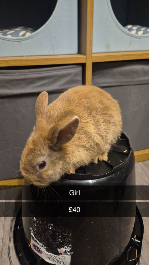 Beautiful Baby Lionhead Bunny Rabbits 