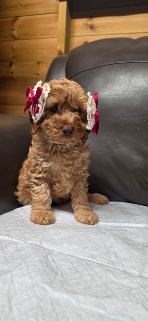 Cookapoo  puppies  F2b