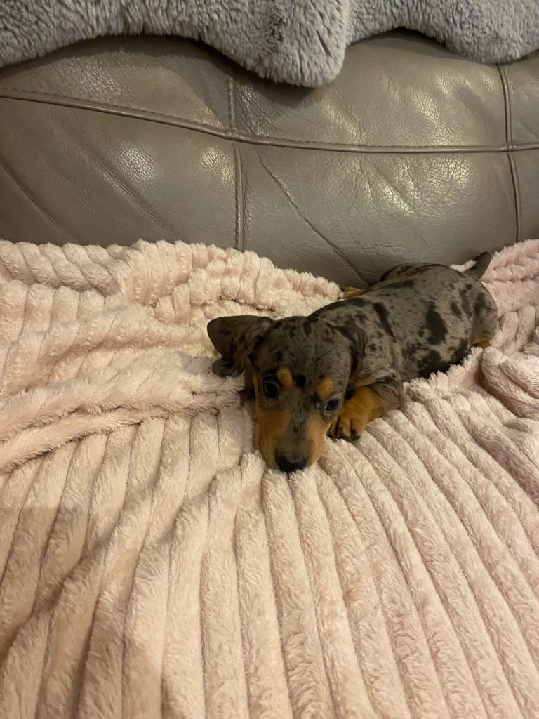 Beautiful dachshund puppies