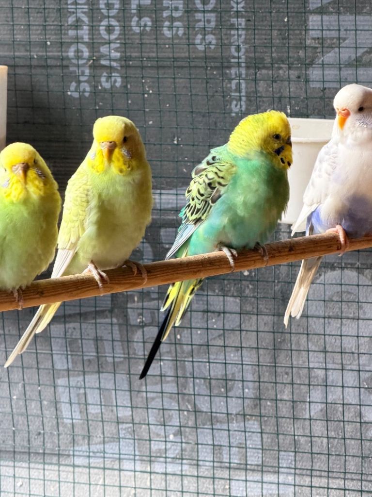 Budgies for Sale – Healthy & Active