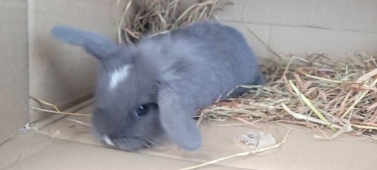 Mini lop rabbits 8 weeks +