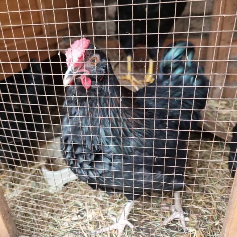 Roosters for sale - Araucana Roosters Cockerels ready to leave now