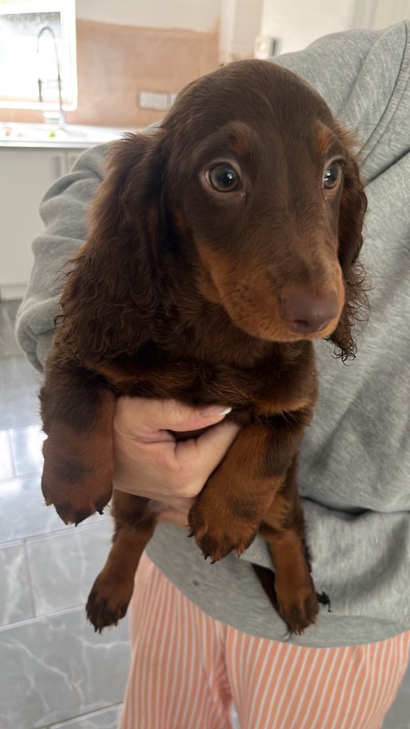 Dachshund pups 