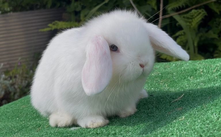 Baby mini lops ready 15th may