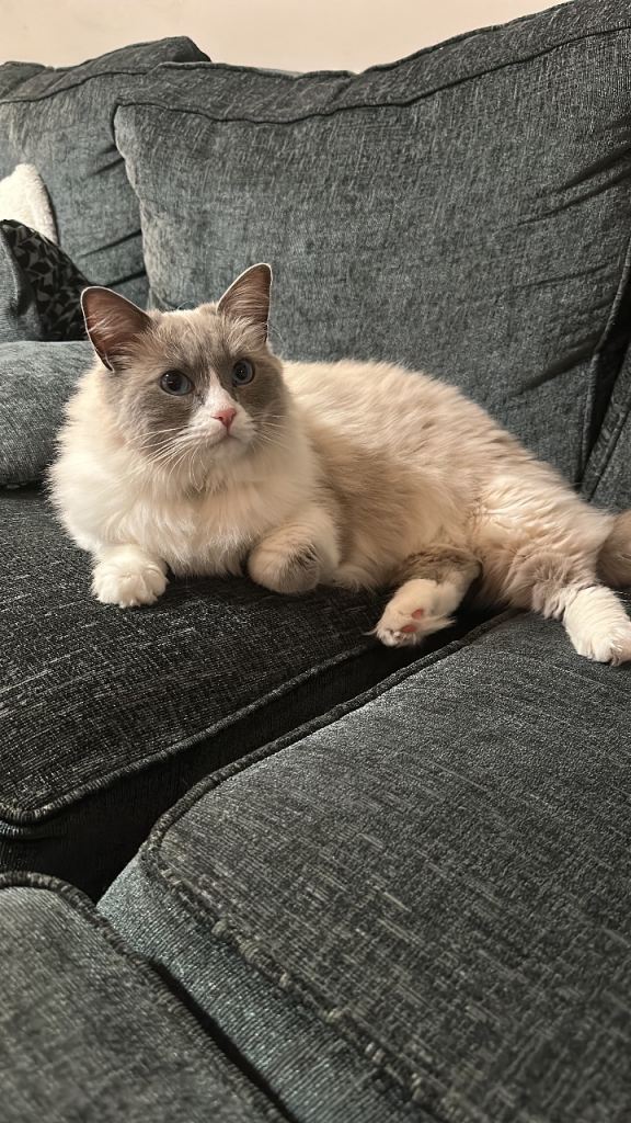 Female Ragdoll Cat needs new home 