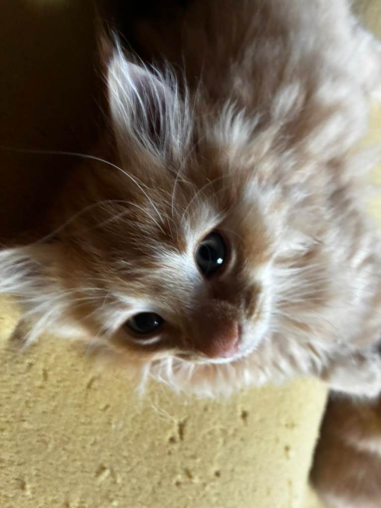 Kittens for sale Ready Now!