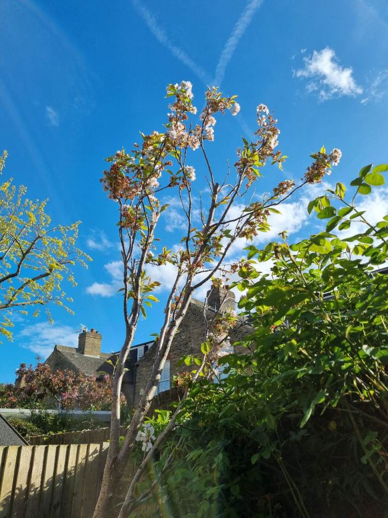Cherry Tree 3-4m