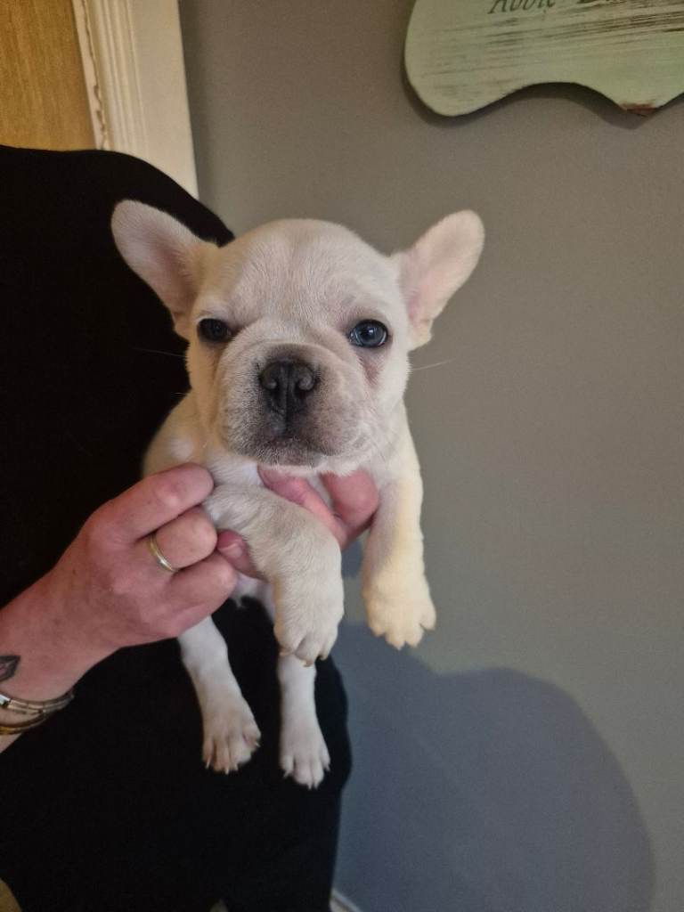 French bulldog puppies.