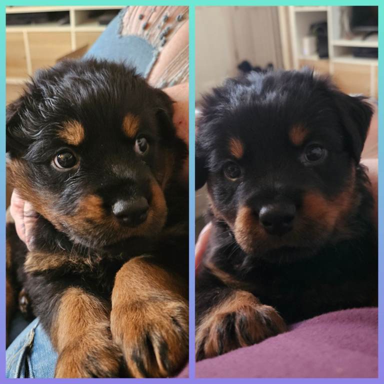 Rottweiler puppies last 1 boy ready now kc registered 