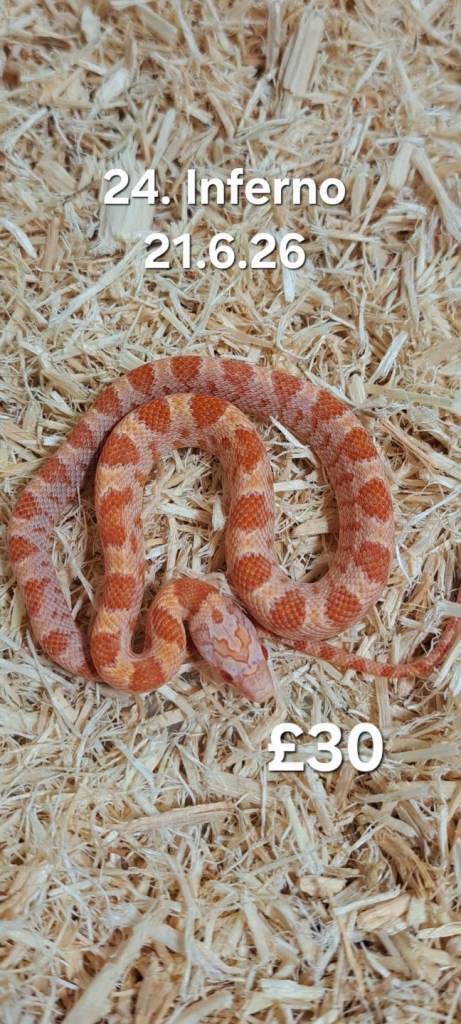 MORE ADDED! Hatchling and Adult Cornsnakes for sale