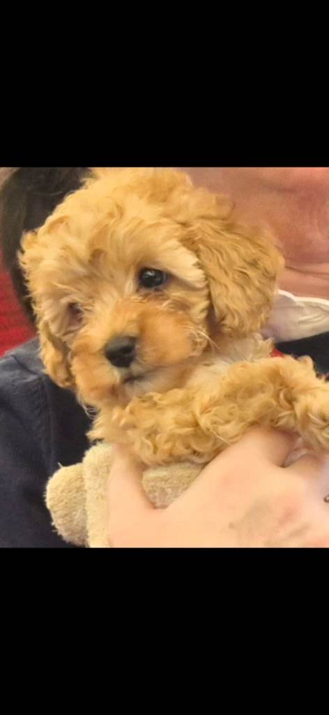 Toy poodle  female 