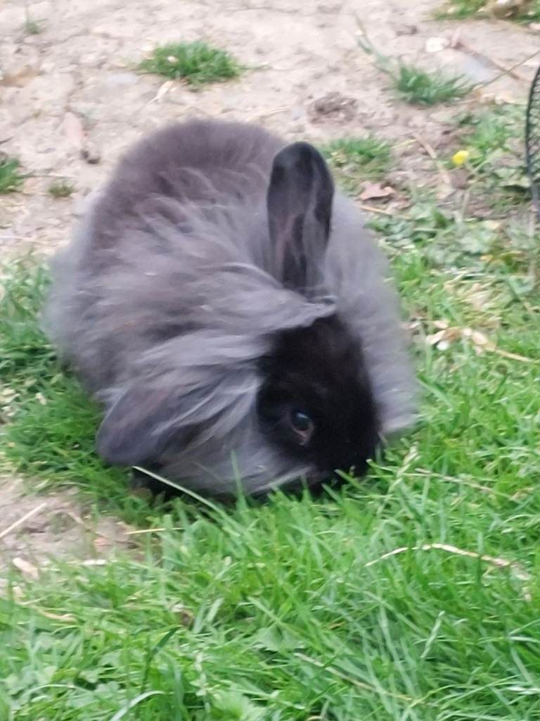 Male lionhead cross rabbits
