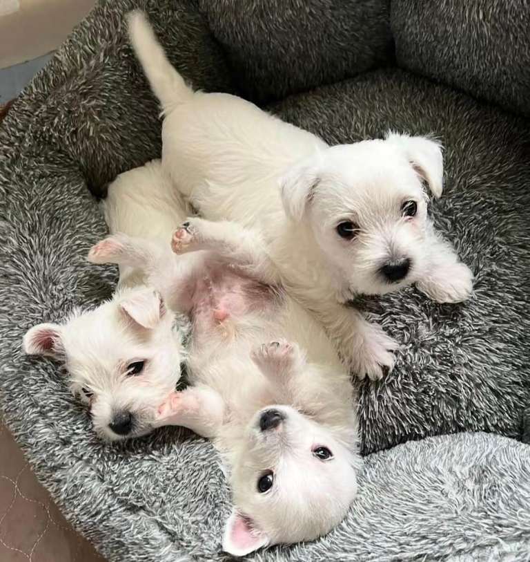 West highland terrier puppies 