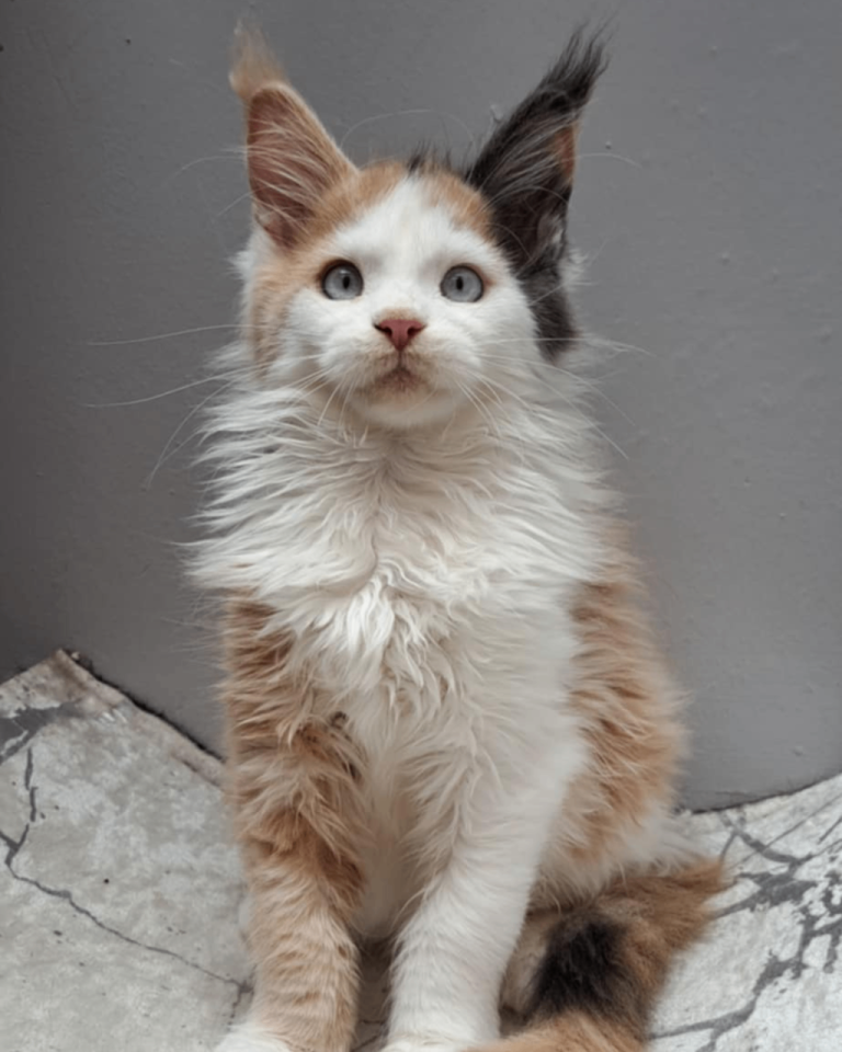MAINE COONE KITTENS