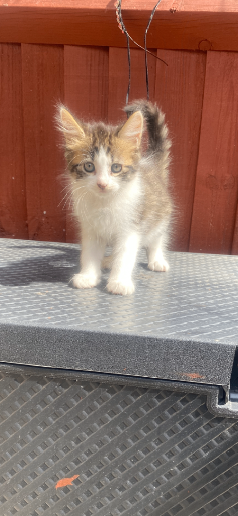 Gorgeous kittens looking for forever homes
