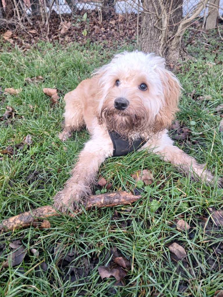 Toy cockapoo male 9 months
