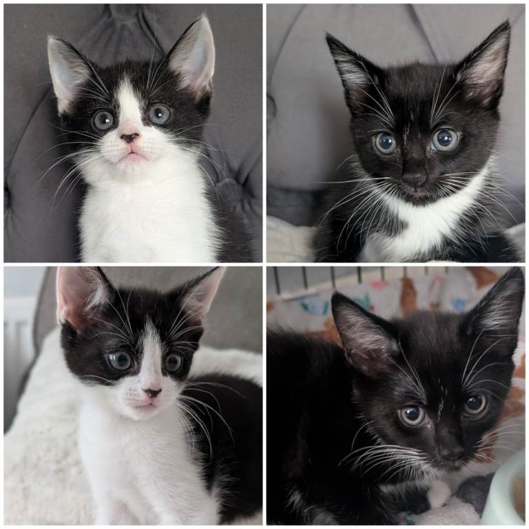 🐾Kittens ready for their forever homes🏠