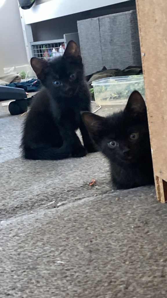 9 weeks old kitten 