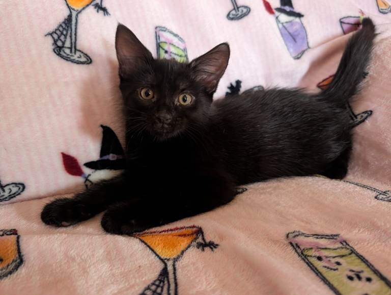 10 week old kittens 