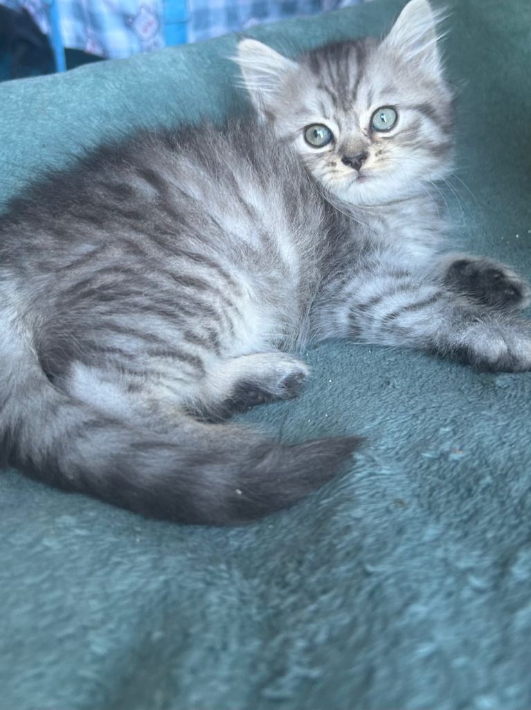 Half Persian kittens boys